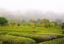 广西“仙茗”西山茶-茗扬网