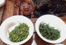 桂平西山茶——桂平西山茶功效-茗扬网