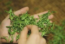 桂平西山茶的功效与作用 桂平西山茶多少钱一斤-茗扬网