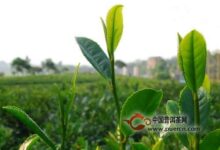西山茶属于什么茶类-茗扬网