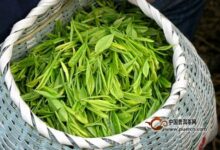 敬亭绿雪是绿茶吗-茗扬网