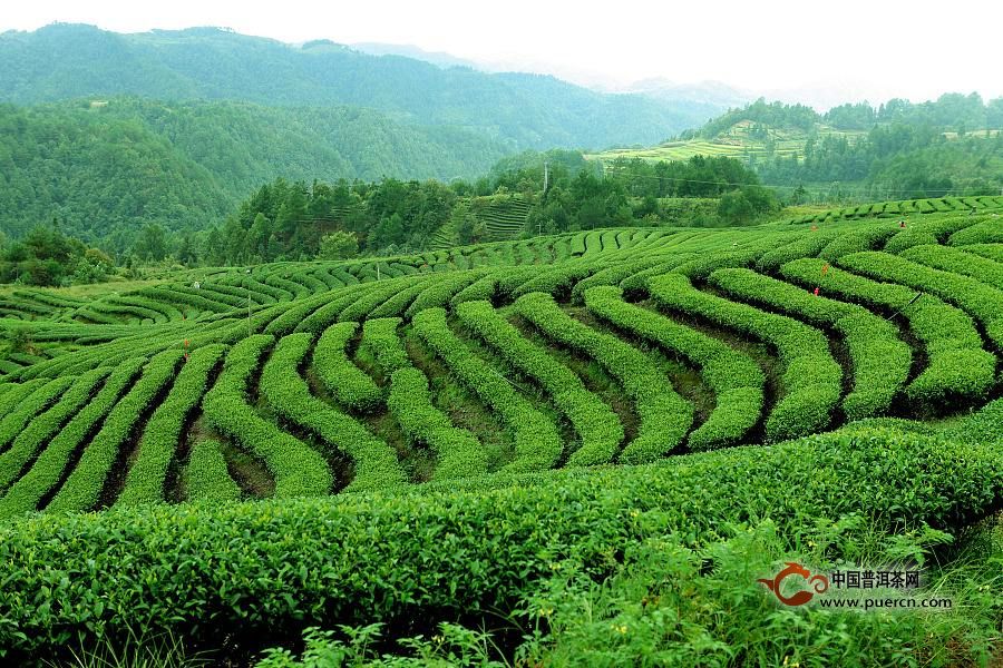 兰馨雀舌茶采制工艺流程