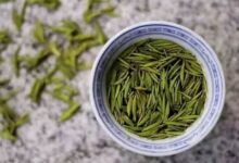 天柱剑毫的功效与禁忌事项-茗扬网