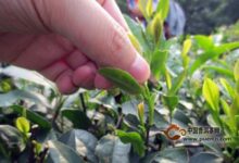 松阳银猴茶采摘时间-茗扬网