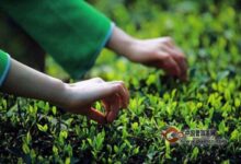 松阳银猴的制茶技术-茗扬网