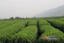 松阳银猴的产地-茗扬网