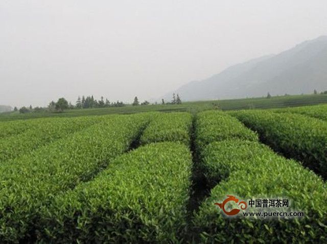 松阳银猴的产地