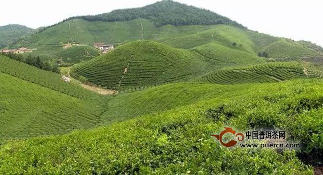 松阳银猴的产地