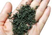 松阳银猴的功效与作用 喝松阳银猴的好处-茗扬网