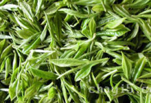 茶叶覃塘毛尖的作用与禁忌-茗扬网