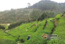 覃塘毛尖如何采摘和制作？-茗扬网