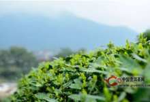 惠明茶的制作工序-茗扬网