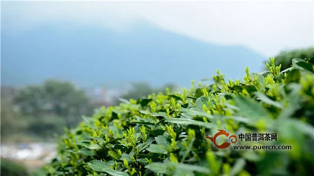 惠明茶的制作工序