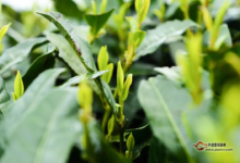 惠明茶的制作工艺流程-茗扬网