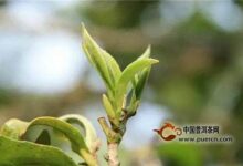 惠明茶是如何制作的-茗扬网