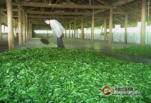 千岛玉叶制作工序-茗扬网