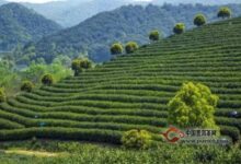 千岛玉叶的历史-茗扬网