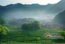 千岛玉叶的特点-茗扬网