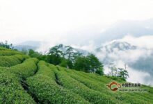 天目青顶茶制作工艺-茗扬网