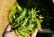 九龙茶采制工艺-茗扬网