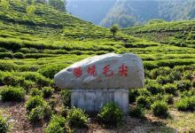 喝鸠坑毛尖茶对身体有什么好处-茗扬网