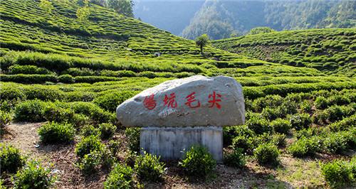 喝鸠坑毛尖茶对身体有什么好处