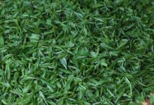 鸠坑毛尖的功效与禁忌事项-茗扬网