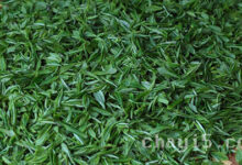 鸠坑毛尖的功效与作用 鸠坑毛尖的泡法-茗扬网