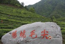 鸠坑毛尖茶功效与作用-茗扬网