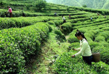 鸠坑毛尖属于什么茶 鸠坑毛尖的功效与作用-茗扬网