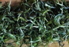 鸠坑毛尖的制作过程-茗扬网