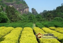 雁荡毛峰绿茶的产地是哪里-茗扬网