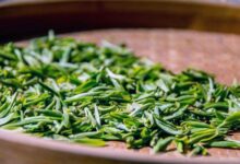 江西婺源产什么茶-茗扬网