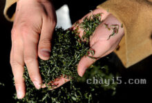 茶叶普陀佛茶的作用与禁忌-茗扬网