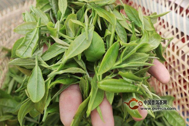 普陀佛茶的制作工艺