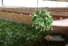 普陀佛茶制作过程-茗扬网