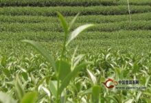 普陀佛茶的产地是哪-茗扬网