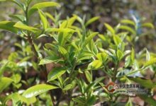 普陀佛茶的生长环境-茗扬网