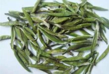 仙人掌茶的功效与禁忌事项-茗扬网