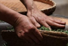 仙人掌茶的泡法 多少钱一斤-茗扬网