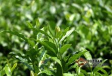 仙人掌茶的制茶工艺-茗扬网