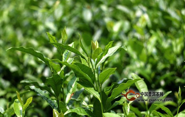 仙人掌茶的制茶工艺