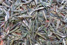 仙人掌茶的功效与作用 仙人掌茶是什么茶-茗扬网