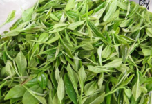 高桥银峰的功效与禁忌事项-茗扬网
