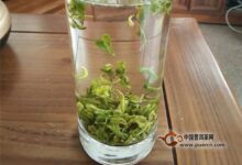 花果山云雾茶怎么泡-茗扬网