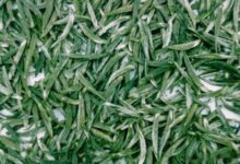 喝仰天雪绿茶有什么好处，盘点仰天雪绿茶的八大功效-茗扬网