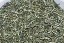 仰天雪绿的功效与禁忌事项-茗扬网