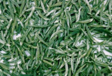 仰天雪绿的功效与作用 仰天雪绿的禁忌事项-茗扬网