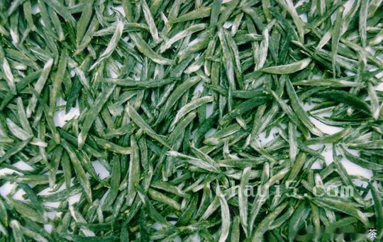 仰天雪绿的功效与作用 仰天雪绿的禁忌事项