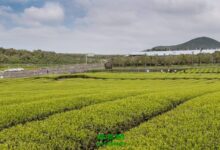 仰天雪绿的功效与作用-茗扬网